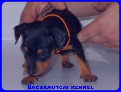Bcskautcai Vicky
