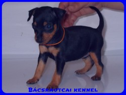 Bcskautcai Vicky