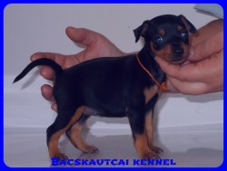 Bcskautcai Vicky