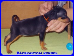 Bcskautcai Vicky