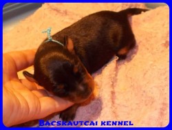Bcskautcai Vito