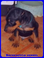 Bcskautcai Vito