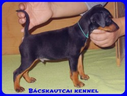 Bcskautcai Vito