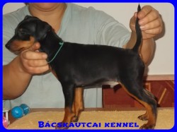 Bcskautcai Vito
