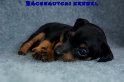 Bcskautcai Vill