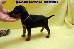 Bcskautcai Vill