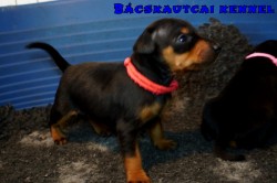 Bcskautcai Vilma