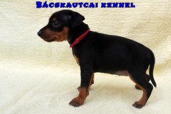 Bcskautcai Vilma