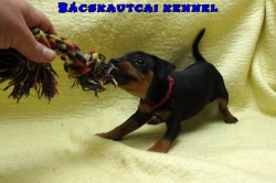 Bcskautcai Vilma