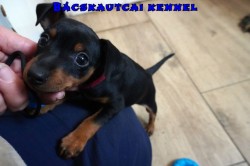 Bcskautcai Vilma