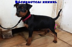 Bcskautcai Vilma