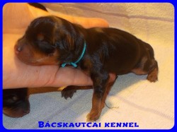 Bcskautcai Xavr