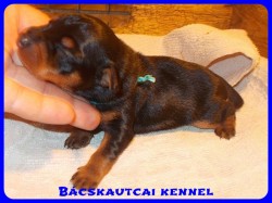 Bcskautcai Xavr