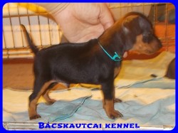 Bcskautcai Xavr