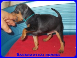 Bcskautcai Xavr