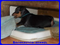 Bcskautcai Xavr
