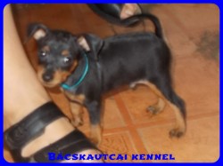 Bcskautcai Xavr
