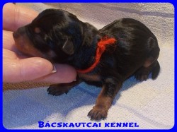 Bcskautcai Xna
