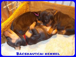 Bcskautcai Xna
