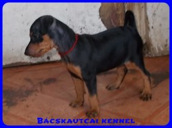 Bcskautcai Xna