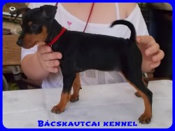 Bcskautcai Xna