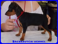 Bcskautcai Xna