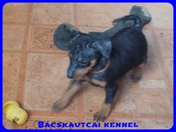 Bcskautcai Xiu