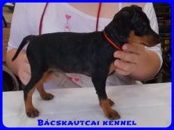 Bcskautcai Xiu