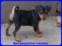 Bcskautcai Xun