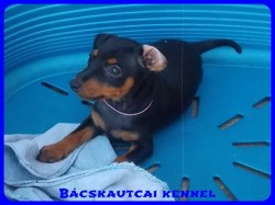 Bcskautcai Yara