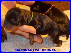 Bcskautcai Yippi