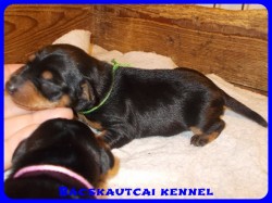 Bcskautcai Yippi