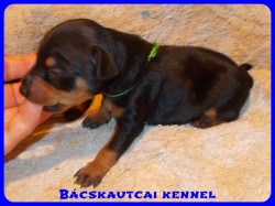 Bcskautcai Yippi