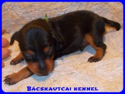 Bcskautcai Yippi