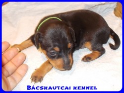 Bcskautcai Yippi