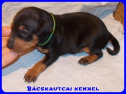 Bcskautcai Yippi