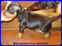 Bcskautcai Yippi
