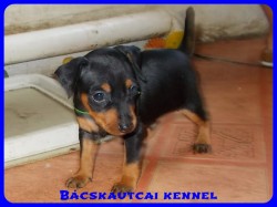 Bcskautcai Yippi
