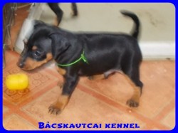 Bcskautcai Yippi