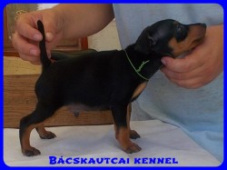Bcskautcai Yippi