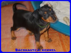 Bcskautcai Yippi
