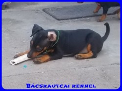 Bcskautcai Yippi