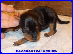 Bcskautcai Yvett