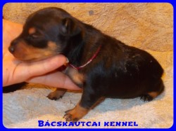 Bcskautcai Yvett
