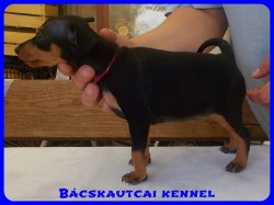 Bcskautcai Yvett