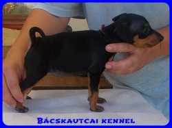 Bcskautcai Yvett