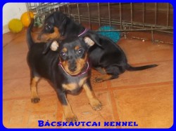 Bcskautcai Yvett
