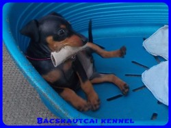 Bcskautcai Yvett