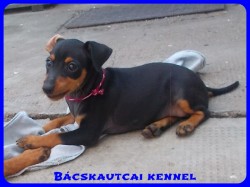 Bcskautcai Yvett