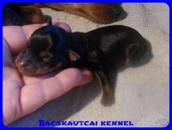 Bcskautcai Zack-Jack